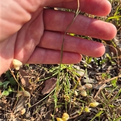 Wahlenbergia luteola at Borough, NSW - 16 Nov 2024