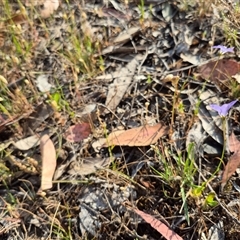 Wahlenbergia luteola at Borough, NSW - 16 Nov 2024