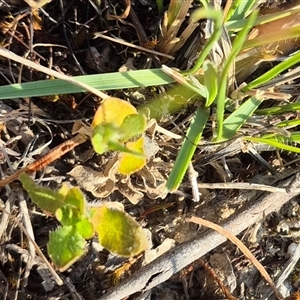 Wahlenbergia luteola at Borough, NSW - 16 Nov 2024