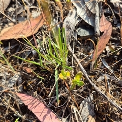 Wahlenbergia luteola at Borough, NSW - 16 Nov 2024