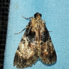 Orthaga thyrisalis (Teatree Web Moth) at Goulburn, NSW - 15 Nov 2024 by glbn1