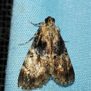 Orthaga thyrisalis at Goulburn, NSW - 15 Nov 2024 11:12 PM