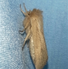 Bathytricha leonina at Goulburn, NSW - 15 Nov 2024 10:20 PM