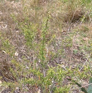 Leptospermum continentale at Watson, ACT - 17 Nov 2024