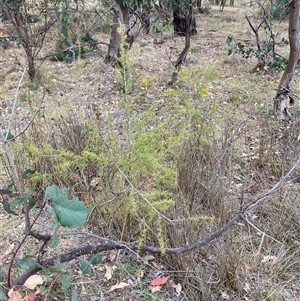 Leptospermum continentale at Watson, ACT - 17 Nov 2024