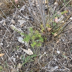 Leptospermum continentale at Watson, ACT - 17 Nov 2024