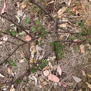 Crataegus monogyna at Watson, ACT - 17 Nov 2024 12:34 PM