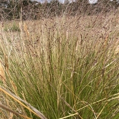 Nassella trichotoma (Serrated Tussock) at Watson, ACT - 16 Nov 2024 by waltraud