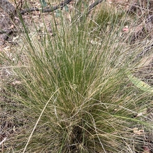 Nassella trichotoma at Watson, ACT - 17 Nov 2024