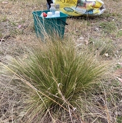 Nassella trichotoma (Serrated Tussock) at Watson, ACT - 17 Nov 2024 by waltraud
