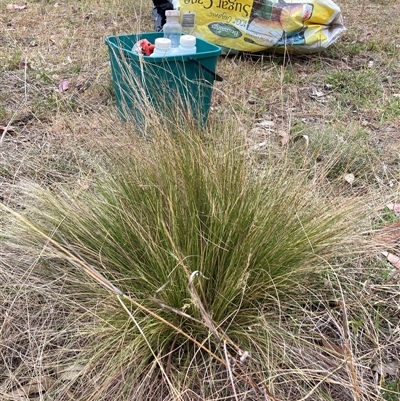 Nassella trichotoma (Serrated Tussock) at Watson, ACT - 17 Nov 2024 by waltraud