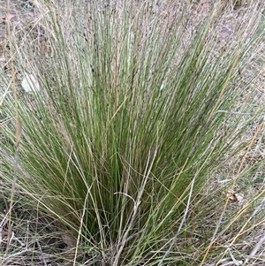 Nassella trichotoma at Watson, ACT - 17 Nov 2024