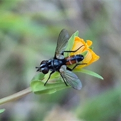 Cylindromyia sp. (genus) (Bristle fly) at Bungendore, NSW - 15 Nov 2024 by clarehoneydove