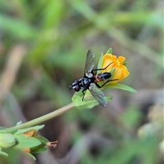 Cylindromyia sp. (genus) at Bungendore, NSW - suppressed