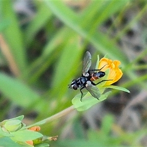 Cylindromyia sp. (genus) at Bungendore, NSW - suppressed