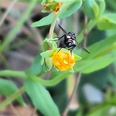 Cylindromyia sp. (genus) at Bungendore, NSW - suppressed