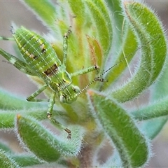 Chlorodectes sp. (genus) (A shield back katydid) at Bungendore, NSW - 15 Nov 2024 by clarehoneydove