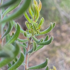 Chlorodectes sp. (genus) at Bungendore, NSW - 15 Nov 2024