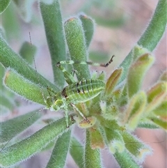 Chlorodectes sp. (genus) at Bungendore, NSW - 15 Nov 2024