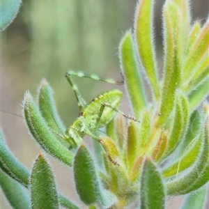 Chlorodectes sp. (genus) at Bungendore, NSW - 15 Nov 2024