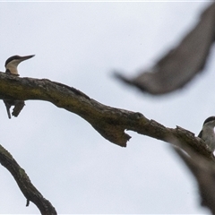 Todiramphus sanctus (Sacred Kingfisher) at Bungonia, NSW - 16 Nov 2024 by AlisonMilton