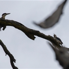 Todiramphus sanctus at Bungonia, NSW - 17 Nov 2024 10:36 AM