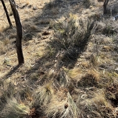 Nassella trichotoma (Serrated Tussock) at Watson, ACT - 15 Nov 2024 by waltraud