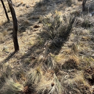 Nassella trichotoma at Watson, ACT - 15 Nov 2024