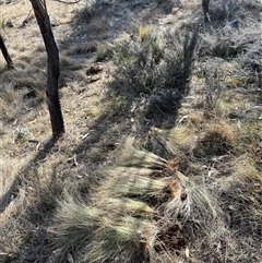 Nassella trichotoma at Watson, ACT - 15 Nov 2024