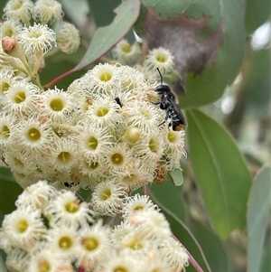 Megachile ferox at Kambah, ACT - 11 Nov 2024