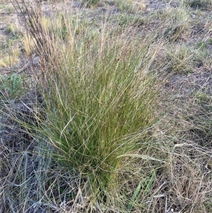 Nassella trichotoma at Watson, ACT - 15 Nov 2024