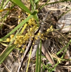 Lomandra filiformis subsp. coriacea (Wattle Matrush) at Bungonia, NSW - 17 Nov 2024 by Jenny54