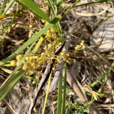 Lomandra filiformis subsp. coriacea (Wattle Matrush) at Bungonia, NSW - 16 Nov 2024 by Jenny54