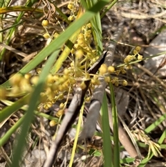 Lomandra filiformis subsp. coriacea at Bungonia, NSW - 17 Nov 2024