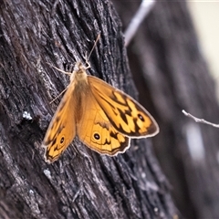 Heteronympha merope (Common Brown Butterfly) at Bungonia, NSW - 17 Nov 2024 by AlisonMilton