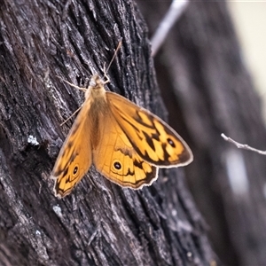 Heteronympha merope at Bungonia, NSW - 17 Nov 2024 12:35 PM