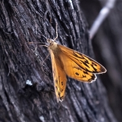 Heteronympha merope at Bungonia, NSW - 17 Nov 2024