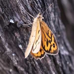 Heteronympha merope at Bungonia, NSW - 17 Nov 2024 12:35 PM