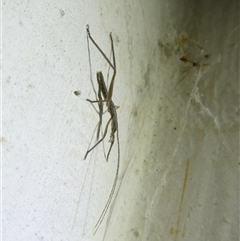 Zaprochilus australis (Twig-mimic katydid) by arjay