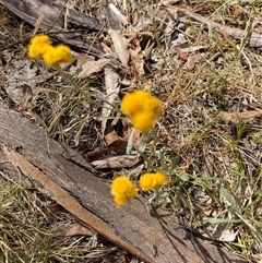 Chrysocephalum apiculatum (Common Everlasting) at Bungonia, NSW - 17 Nov 2024 by Jenny54