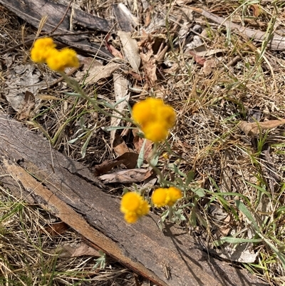 Chrysocephalum apiculatum (Common Everlasting) at Bungonia, NSW - 16 Nov 2024 by Jenny54