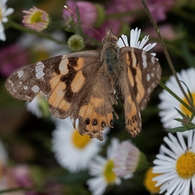 Vanessa kershawi (Australian Painted Lady) at Bungonia, NSW - 17 Nov 2024 by AlisonMilton