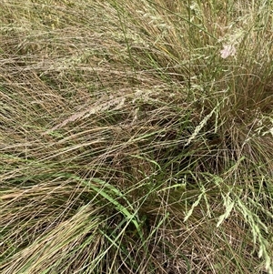 Poa sieberiana at Bungonia, NSW - 17 Nov 2024