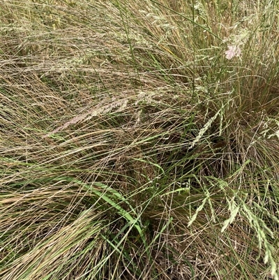 Poa sieberiana (Poa Tussock) at Bungonia, NSW - 16 Nov 2024 by Jenny54