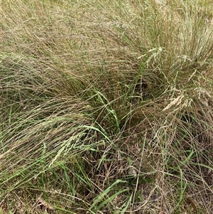 Poa sieberiana at Bungonia, NSW - 17 Nov 2024 10:21 AM