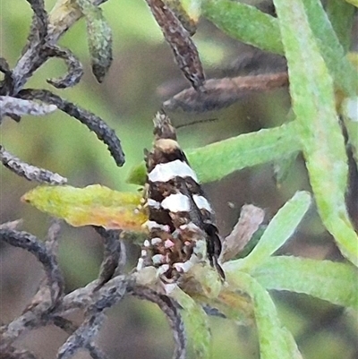 Glyphipterix meteora (A Sedge Moth) at Bungendore, NSW - 15 Nov 2024 by clarehoneydove