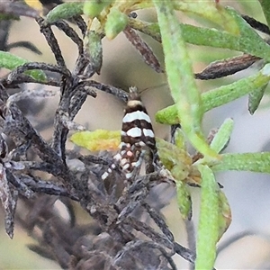 Glyphipterix meteora at Bungendore, NSW - 15 Nov 2024