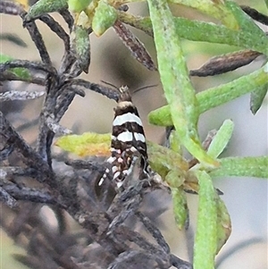 Glyphipterix meteora at Bungendore, NSW - 15 Nov 2024