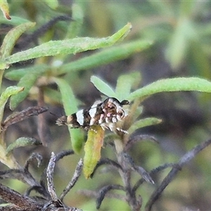 Glyphipterix meteora at Bungendore, NSW - 15 Nov 2024