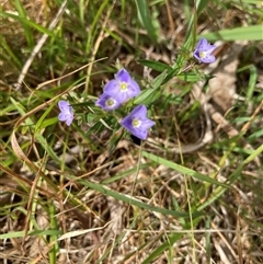 Veronica gracilis (Slender Speedwell) at Bungonia, NSW - 16 Nov 2024 by Jenny54